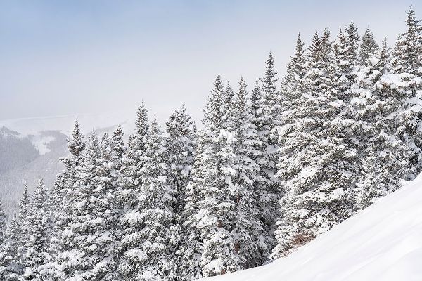 Colorado Fresh snow on spruce trees